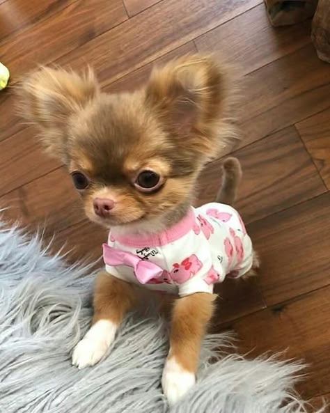 Psy Chihuahua, Teacup Chihuahua Puppies, Cute Dogs Images, Very Cute Puppies, Teacup Chihuahua, Cute Animals Puppies, Very Cute Dogs, Cute Chihuahua, Really Cute Dogs