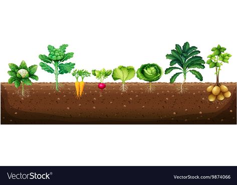 Vegetables Growing, Vegetable Drawing, Mural Design, Lessons For Kids, Growing Vegetables, Fruits And Vegetables, Diy For Kids, Png Images, Soil