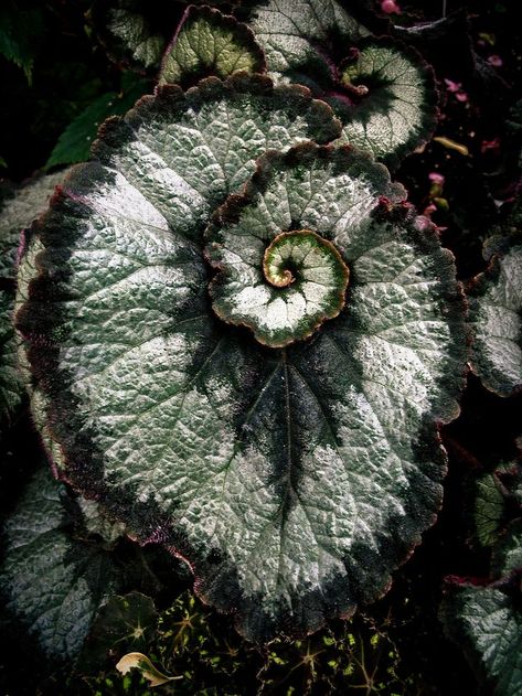 Fibonacci Spiral | Begonia Spiral In Nature, Fibonacci Spiral Nature, Fibonacci In Nature, Fibonacci Sequence In Nature, Mama Gaia, Fractals In Nature, Spirals In Nature, Geometry In Nature, Fibonacci Spiral