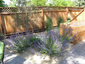 Dog Safe Backyard Landscaping, Dog Yards, Coastal Backyard, Backyard Improvements, Dog Friendly Garden, Dog Friendly Backyard, Landscaping Along Fence, Dog Backyard, Rocky Landscape