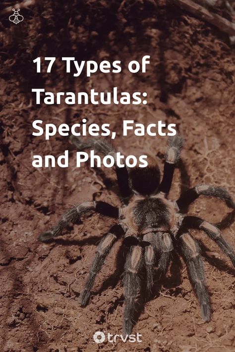 Unearth fascinating facts and view striking photos of the big, bold tarantula - from well-known species to those lurking in the shadows of recognition. Perfect for the curious or the creature enthusiast, our guide leads you through a journey within the world of these intriguing arachnids. 🕷️ Get ready to meet 17 types of tarantulas! #TarantulaFacts #ArachnidWorld #SpiderSpecies #NatureExploration #WildlifePhotography Spider Species, Fascinating Facts, In The Shadows, Arachnids, The Shadows, Wildlife Photography