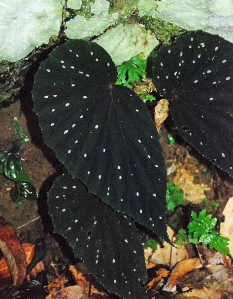 Begonia cf. erythrogyna, black leaves and snow white refringent dots, Poring, Kinabalu NP, Sabah, Borneo Quesadilla Chicken, Creative Backyard, Anime Painting, Garden Tattoo, Goth Garden, Hotel House, Weird Plants, Gothic Garden, Small Butterfly