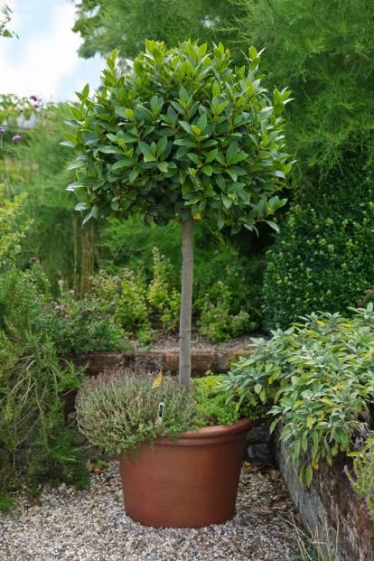 Before you re-pot a large plant, read this | Weekend | The Times Bay Trees In Pots, Olive Trees Garden, Large Terracotta Pots, Potted Olive Tree, Herb Garden Pots, Laurus Nobilis, Bay Tree, Casa Exterior, Terracotta Pot