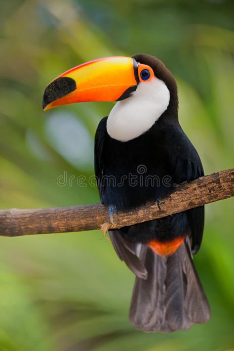 Toucan Art, Toco Toucan, Rainforest Animals, Most Beautiful Birds, In The Jungle, Animal Sketches, Exotic Birds, Tropical Birds, Bird Drawings