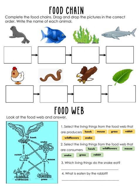 Food Chain Worksheet, Food Web Worksheet, Printable Food, Food Web, Science Worksheets, Food Chain, Math Curriculum, Student Created, Math Worksheet