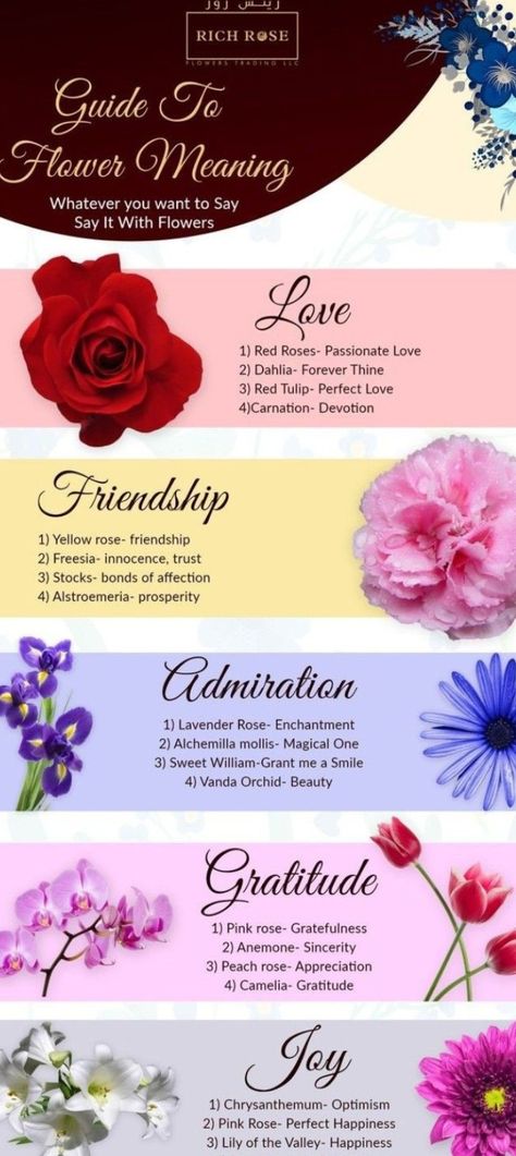 Carnation Flower Meaning, Rose Color Meanings, Alchemilla Mollis, Yellow Carnations, Vanda Orchids, Sweet William, Flower Meanings, Carnation Flower, Flowers Aesthetic