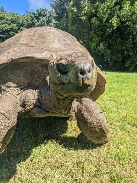 Radiated Tortoise, New York History, Giant Tortoise, Save Wildlife, Ocean Photos, Guinness World Records, First Photograph, Old Age, Red Fox