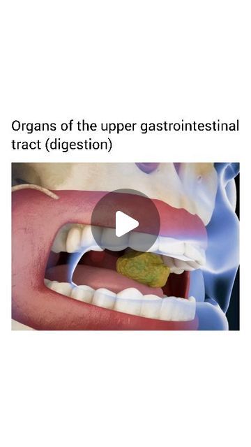 Animated Infographic, Gastrointestinal System, Gastrointestinal Tract, Gastrointestinal Disorders, Gi Tract, Digestion Process, Food Instagram, April 16, Medical Students