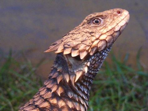 Armadillo Lizard, Reptile Scales, Cute Reptiles, What Is Happening, Never Settle, Reptiles And Amphibians, Animals Of The World, Unique Animals, Creature Design