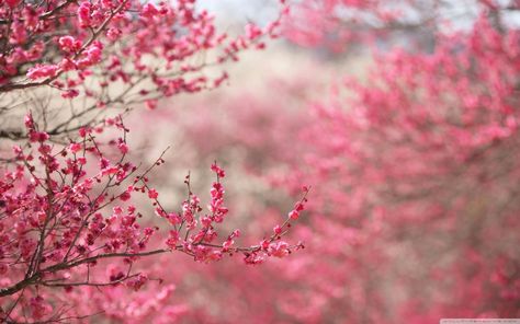 10 Latest Cherry Blossoms Wallpaper Hd FULL HD 1920×1080 For PC Background Spring Desktop Wallpaper, Nature Rose, Cherry Blossom Wallpaper, 2560x1440 Wallpaper, Pink Flowers Wallpaper, Disney Jasmine, Spring Images, Pink Nature, Wallpaper Tumblr