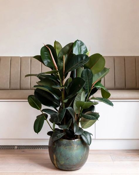 Ficus Elastica 'Robusta', Rubber Bush Ficus Burgundy, Evergreen Bush, Fluorescent Lights, Small Flower Pots, Ficus Elastica, Make Flowers, Rubber Plant, Rubber Tree, Plant Decor Indoor