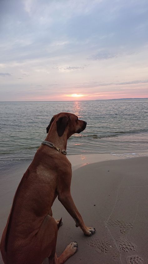 Rhodesian Ridgeback Aesthetic, Ridgeback Dog, Rhodesian Ridgeback Dog, Big Dog Breeds, Dog Aesthetic, Dog Heaven, Rhodesian Ridgeback, Dog Rules, Big Dog