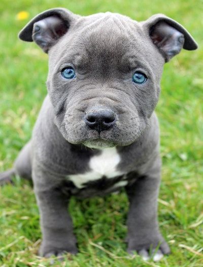 Blue Staffy Puppy, Pitbull Terrier Puppies, Blue Nose Pitbull Puppies, Pitbull Blue, Dog Videos Funny, Pitbull Dog Puppy, Pit Puppies, Big Dogs Breeds, Biggest Dog In The World