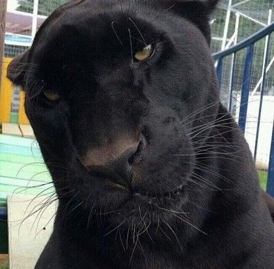 A Black Cat, Jaguar, A Black, Black Cat, White, Black