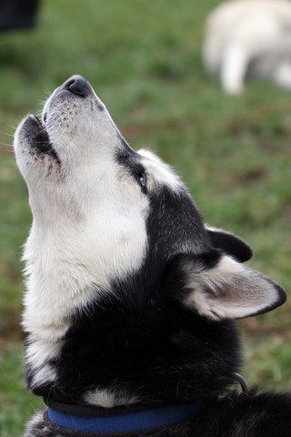 Let your dog howl: Howling sessions usually do not last long. Unless the howling disturbs you or your neighbors, let him howl. The post Understand why your dog likes to howl and what the noise means appeared first on Dog's Best Life. Howling Dog, Stop Dog Barking, Bored Dog, The Howling, Call Of The Wild, Two Dogs, Dog Barking, Best Life, Sherlock Holmes