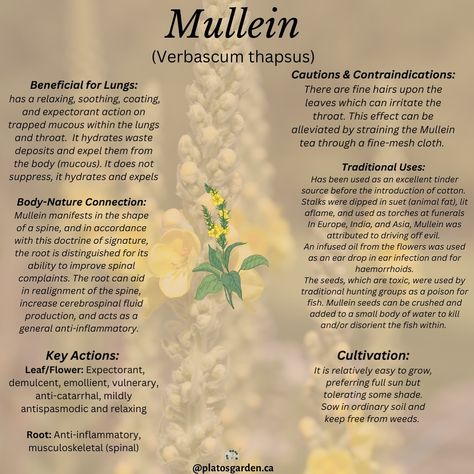 Mullein is helpful in all complaints of the lungs, from a mild cough to more severe cases of mucous congestion and inflammation of the lungs and throat. Read more about the benefits of mullein on the blog Link is in my bio #mullein #lungs #helpful #respritory #healer #plants #herbalism #planthealing Mullen Herb Benefits, Mullein Leaf Benefits, Mullein Benefits, Benefits Of Mullein, Mullein Plant, Lost Skills, Organ Health, Food Knowledge, Medicinal Herbs Garden