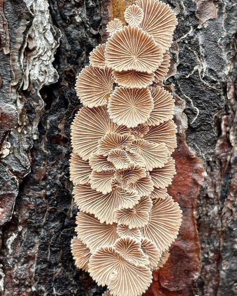 Fungi Painting, Textile Mushrooms, Decorative Mushrooms, Mushroom Gills, Illustration Moodboard, Shroom Art, Woods Aesthetic, Mushrooms Nature, Nature Patterns