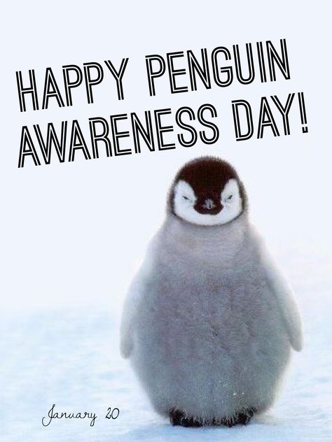 Happy Penguin Awareness Day! Holidays In January, January Themes, Madagascar Party, Penguin Awareness Day, Madagascar Dragon Tree, Animal Awareness, Penguin Day, Penguin Parade, Happy Penguin