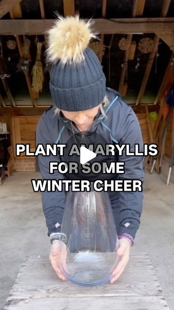 Anya Lautenbach on Instagram: "Follow @anya_thegarden_fairy
📣HOW TO MAKE AMARYLLIS LAST AND FLOWER FOR MANY YEARS IS INCLUDED IN MY NEW BOOK- get now! Link in my bio. 

Please TAG anyone who would find this video useful.
There are so many things we gardeners can do to feel good even in the darkest days of the year and planting bulbs is one of them! 
Flowers make us happy and flowering Amaryllis in the middle of the winter is definitely something that cheers me up and reminds me of home. 
It’s a good idea to use higher pots or vases. They’ll support your Amaryllis stems. 

HOW TO DO IT
🧚🏻 If your container doesn’t have any drainage holes, just add some grit just as I did in this video. 
🧚🏻Add some compost 
🧚🏻 Place the bulb in the container and fill with a but more compost so that at Indoor Christmas Floral Arrangements, Potted Amaryllis Christmas, Amaryllis Arrangement Vase, Amaryllis Christmas Decoration, Planting Amaryllis Bulbs, Bulb Layering Pots, Potted Amaryllis Arrangement, Amaryllis Bulbs Christmas, Decorate Plants For Christmas