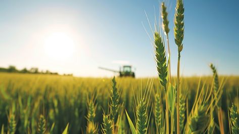 Harvesting Golden Wheat: Close-up view of ripe golden wheat with a combine harvester working in the background. #wheat #field #harvest #agriculture #farming #golden #crops #grain #aiart #aiphoto #stockcake https://ayr.app/l/cfb5 Farming Background, Combine Harvester, Golden Wheat, Agriculture Farming, Wheat Field, Wheat Fields, Clear Blue Sky, 16 9, Agriculture