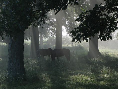 Horse Farm in the Fog by Jeremy Stockwell Gloomy Farm Aesthetic, Thestral Aesthetic, Dark Farm Aesthetic, Horse Farm Aesthetic, Farm Asthetic, Dreaming Aesthetic, The 100 Aesthetic, Farm Aesthetic, Forest Farm