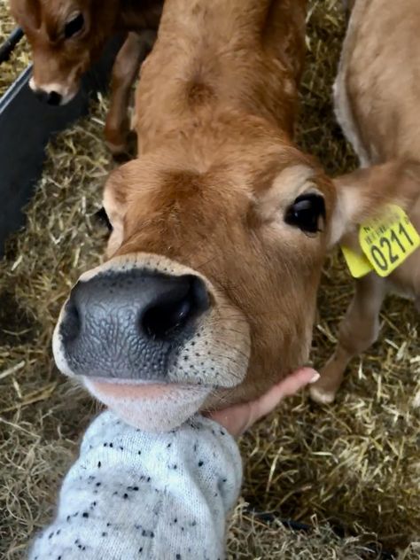 Adorable Jersey Cows @ Henri Willig Cheese Farm in Katwoude, Holland. Cheese Farm, Dream Farm, Jersey Cow, Future Dreams, Holland, Cow, Cheese, Animals, Quick Saves