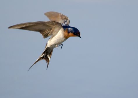 Flying Swallow by tbond_nz, via Flickr Flying Photography, Swift Bird, Barn Swallow, Swallow Tattoo, Bird Flying, Swallow Bird, Bird Wings, Kinds Of Birds, Animal References