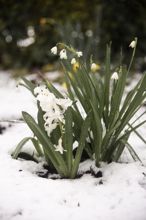 March Snow, Winter, Spring, Cold, Flowers, Garden, Landscape, photography, Hyacinth, Snowdrop Early Spring Landscape, Winter To Spring Aesthetic, Cold Spring Aesthetic, March Landscape, March Moodboard, Hamptons Garden Landscaping, March Aesthetic, Cactus Garden Landscaping, Winter Into Spring