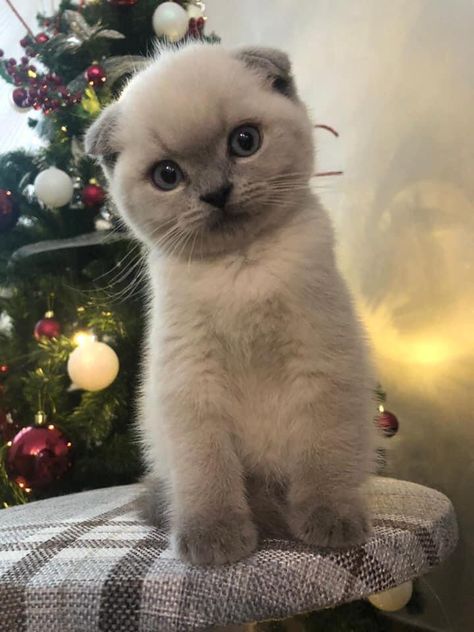 Blue Point Cat, Scottish Fold Kitten, Scottish Cat, Beautiful Cat Images, Scottish Fold Kittens, Most Popular Cat Breeds, Scottish Fold Cat, Fold Cat, Beautiful Cats Pictures