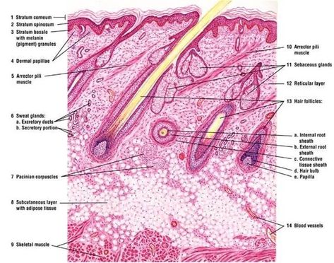 Integumentary System Anatomy, Med School Advice, Skin Histology, Medical Analysis, Online Flashcards, Tissue Biology, Histology Slides, Skin Anatomy, Integumentary System