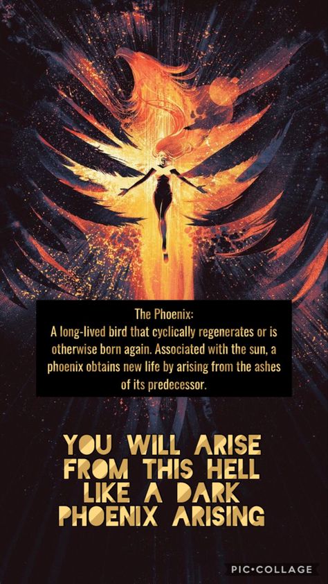 Revenge Motivation, Phoenix Quotes, Hitting Quotes, Phoenix Rising From The Ashes, Phoenix Bird Art, Beautiful Tree Houses, Ceiling Decorations, Divine Purpose, Army Humor