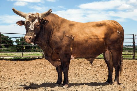 Bushwacker Bull, Rodeo Photography, Pbr Bull Riders, Pbr Bull Riding, Cowboy Photography, Rodeo Poster, Bucking Bulls, Bull Painting, Farm Books