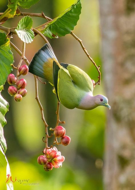 pink necked green pigeon Malaysia . kuching december 2022 Canon R6 Pink Necked Green Pigeon, Canon R6, Pink Pigeon, Green Pigeon, Birds Photography, Kingdom Animalia, Kuching, Pretty Animals, December 2022