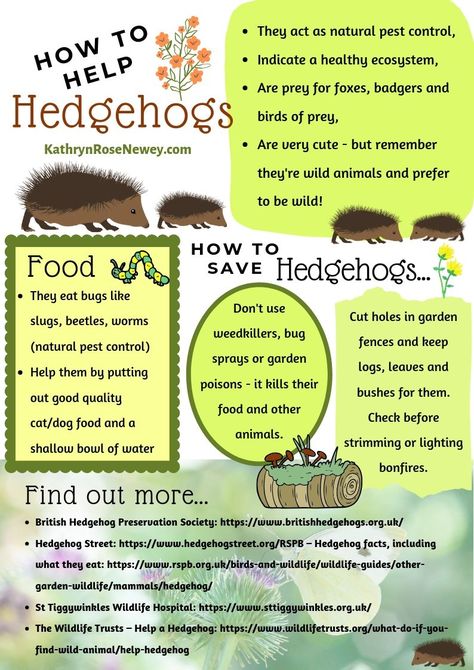 A colourful A4-size poster to print and put up, to remind everyone how to save hedgehogs. With facts about hedgehogs and tips for your garden, as well as website links to find out more. Hedgehog Enrichment Ideas, Hedgehog Garden Ideas, Hedgehog Homes Ideas, Hedgehog Care Guide, How To Bond With Your Hedgehog, Hedgehog Facts For Kids, Hedgehog Nest, Hedgehog Care Tips, Hedgehog Information