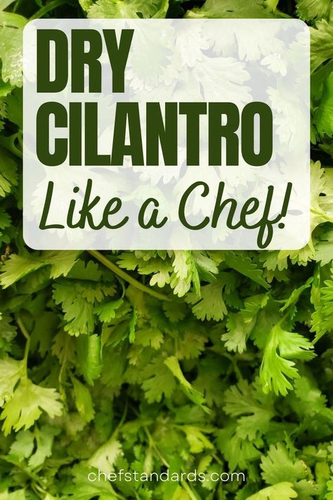 The answer to the question of "How to dry cilantro?" lies in one of these 4 methods and all you need is to follow just a few simple steps. Dry Cilantro, Drying Cilantro, A Chef, Natural Herbs, The Question, Growing Plants, Enjoy It, Cilantro, All You Need Is