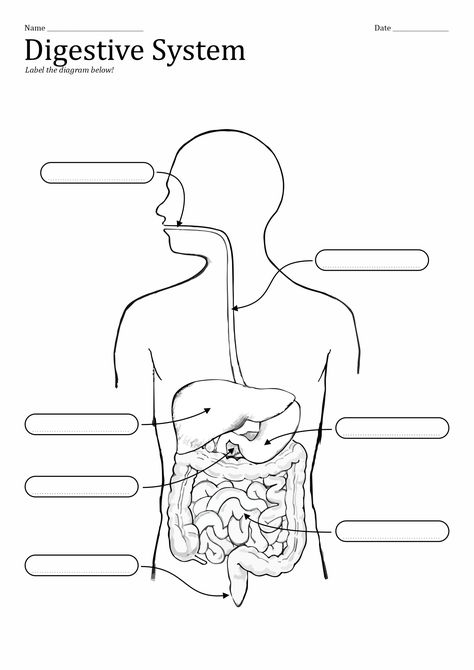 Digestive System Parts And Functions, Digestive System Worksheet For Grade 4, Digestive System Parts, Diagram Of The Digestive System, Digestive System Diagram, Digestive System For Kids, The Human Digestive System, Digestive System Worksheet, Human Body Vocabulary