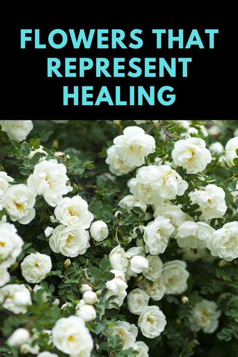 Healing Flowers, Flower Meanings, Spiritual Health, Spiritual Meaning, Send Flowers, Many People, Flower Tattoos, Spiritual Awakening, Spirit Animal