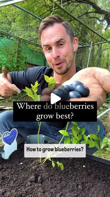 How To Grow Blueberries From Fruit, Potted Blueberry Bush, How To Grow Blueberries In A Pot, How To Grow Blueberries, Blueberry Plants In Pots, Container Blueberries, Plant Blueberries, Aloe Face Mask, Grow Blueberries