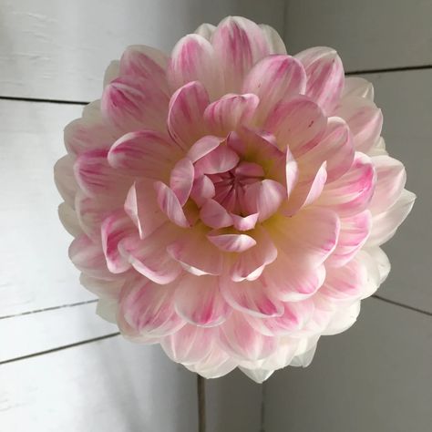 Kelgai Ann Dahlia, Cut Flower Garden, Apple Blossom, Water Lilies, Cut Flowers, Dahlia, Pale Pink, Peonies, Flower Garden