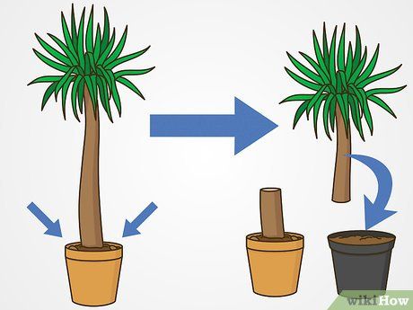 3 Ways to Prune Yucca Plants - wikiHow Yucca Plant Indoor, Yucca Plant Care, Yucca Gloriosa, Yucca Tree, Dead Leaves, Yucca Plant, Potted Plants Outdoor, Plants Are Friends, Plant Hacks