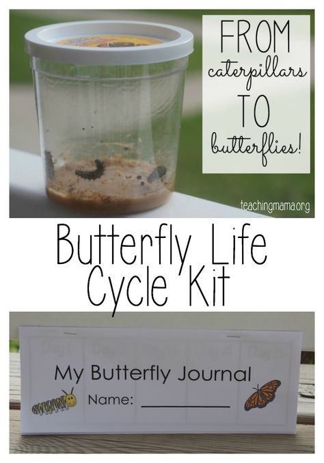 Butterfly Life Cycle Kit and Journal -- Free printable to document the changes from a caterpillar to a butterfly! Butterfly Observation Journal, Spring Learning Activities, Butterfly Lessons, Butterfly Kit, Butterflies Activities, Animal Life Cycles, Inquiry Based Learning, Plant Life Cycle, Butterfly Life Cycle