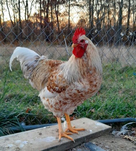 Swedish Flower Hen, Rooster Breeds, Hatching Chicks, Pretty Pens, Chicken Breeds, Pet Chickens, Chicken Eggs, Flower Farm, Chicken Coop