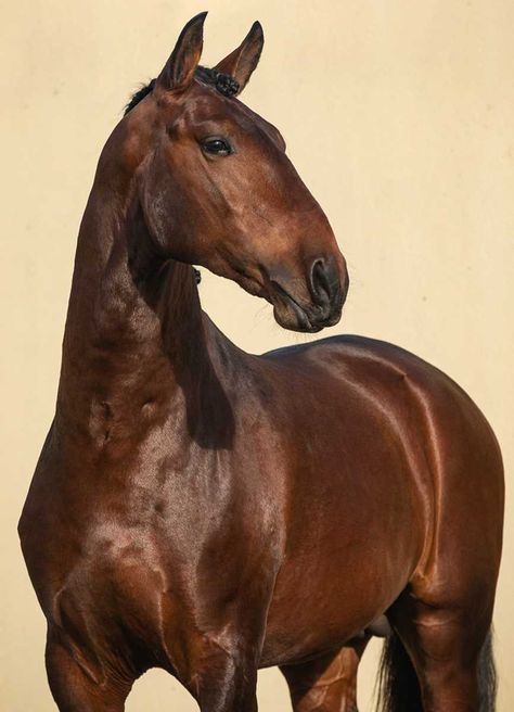 Bay Dressage Horse, Working Equitation, Lusitano Stallion, Male Horse, Lusitano Horse, Horse Inspiration, Dream Horse, Most Beautiful Horses, Dressage Horses