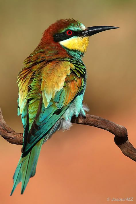 All sizes | Abejaruco | Flickr - Photo Sharing! Most Beautiful Birds, Rare Birds, Airbrush Art, Colorful Bird, Nature Birds, Bird Pictures, Exotic Birds, Tropical Birds, Bird Drawings