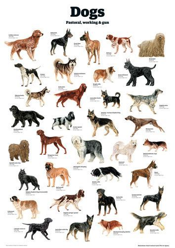 Dog Breeds Chart, Friendly Dog Breeds, Types Of Dogs Breeds, Dog Breeds List, Dogs Breeds, Best Dog Breeds, Different Dogs, Types Of Dogs, Wild Dogs