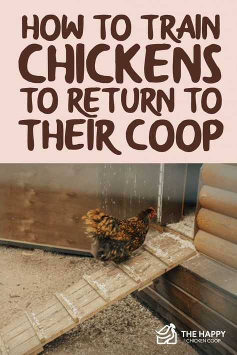 Best Laying Chickens, Training Chickens, Laying Chickens, Chicken Nesting Boxes, Chicken Owner, Diy Chicken Coop Plans, Backyard Chicken Farming, Chicken Health, Raising Backyard Chickens