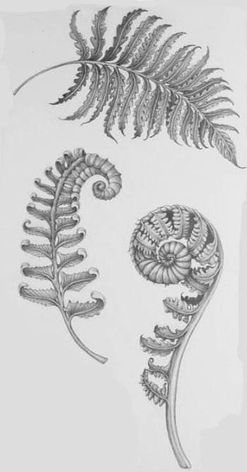 Botanisches Tattoo, Fern Tattoo, Plant Tattoo, Botanical Tattoo, Fern Leaf, Scientific Illustration, Nature Tattoos, Botanical Drawings, Plant Art