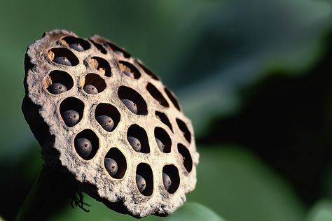 lotus flower Lotus Seed Pod, Architectural Plants, Lotus Seed, Lotus Plant, Lotus Pods, Nikon D700, Seed Heads, Seed Pod, Lady Bird Johnson