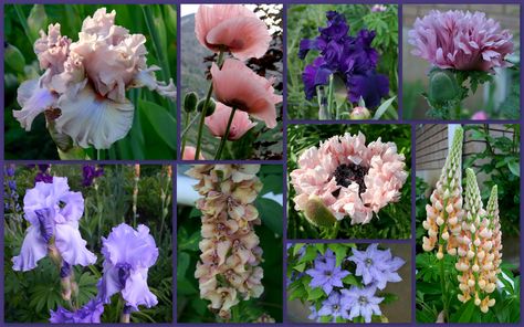 Tall Bearded Iris and companion plants Bed Island, Spring Perennials, Iris Gardens, Tall Bearded Iris, Companion Plants, Flower Collage, Coming Up Roses, Iris Garden, One Rose