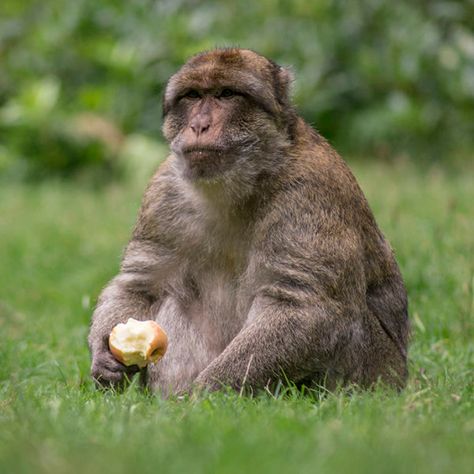 Barbary Macaque - Facts, Diet, Habitat & Pictures on Animalia.bio Barbary Macaque, Omnivorous Animals, Male Baby Names, Herbivorous Animals, Cedar Forest, Human Settlement, Oak Forest, Female Names, Facts For Kids